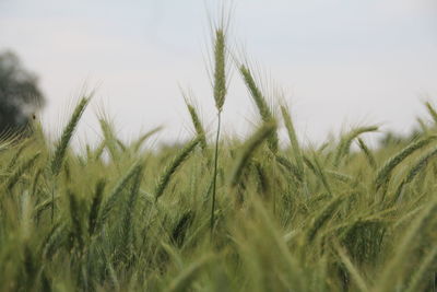 Close-up of wheat growing on field against sky