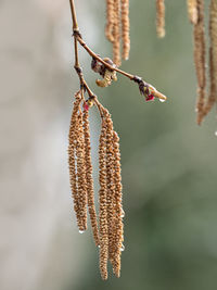 Close-up of dead plant hanging from branch