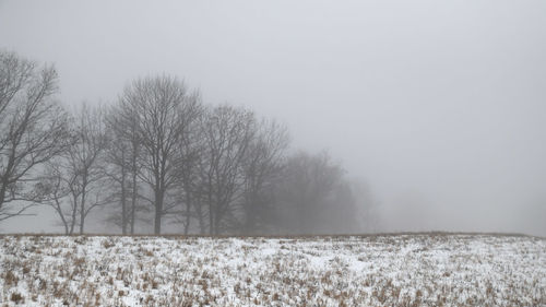 Bare trees on field against sky during winter