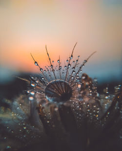 Close-up of wet plant against sea during sunset