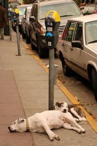 Stray dogs sleeping on sidewalk