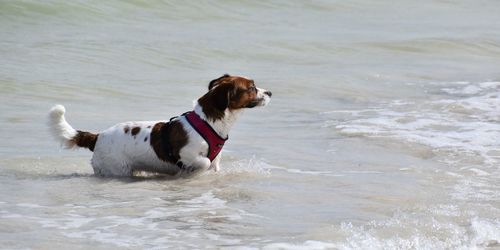 Dog looking at sea