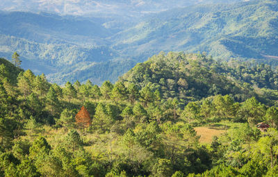 High angle view of trees in forest