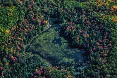 High angle view of flowering plants by trees