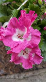 Close-up of pink flower blooming outdoors