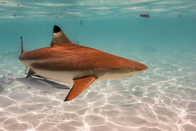 Fish swimming in sea