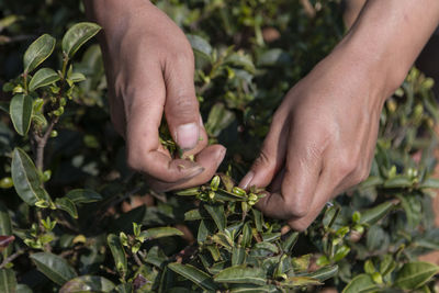 Hands picking up tea leaves in china