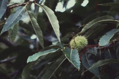 Close-up of plant growing outdoors