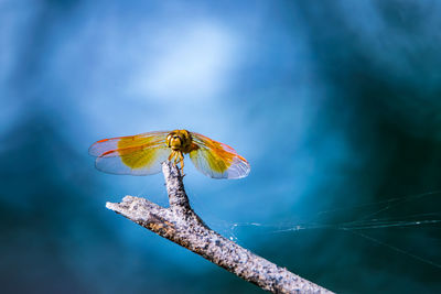 Close-up of dragonfly on plant