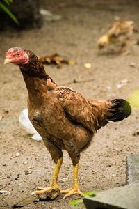 Close-up of a bird on field