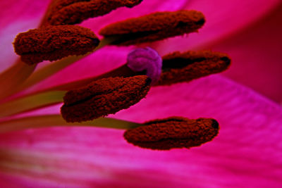 Close-up of pink flower blooming