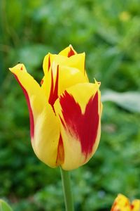 Close-up of yellow tulip