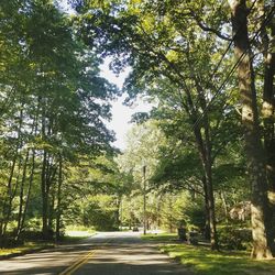 Road passing through trees