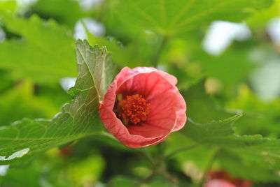 Close-up of red rose flower