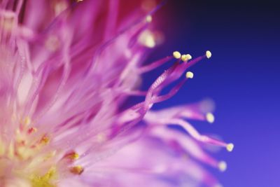 Close-up of pink flower