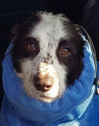 Close-up portrait of dog with blue eyes