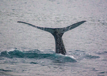 Whale splashing water in sea