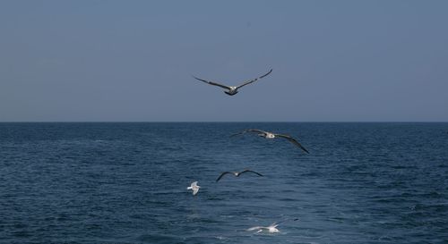 Birds flying over sea against clear sky