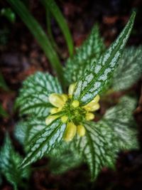 Close-up of flower plant