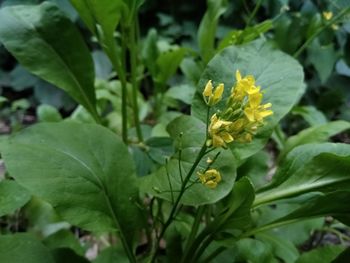 Close-up of yellow flowering plant