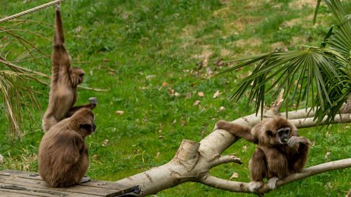 Monkeys on a tree