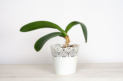 Close-up of potted plant on table against wall