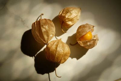 Close-up of winter cherries on table