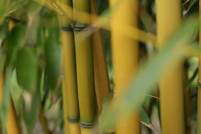 Close-up of bamboo plants