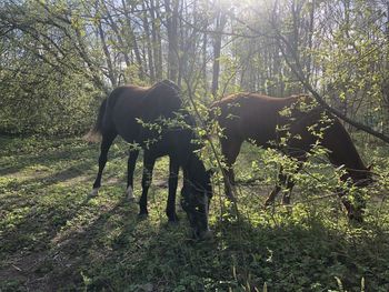 View of two horses on field in forest