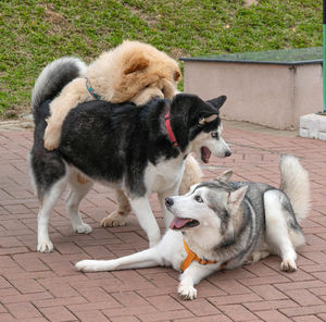 Full length of a dog lying down