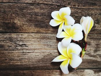 High angle view of white frangipani on table