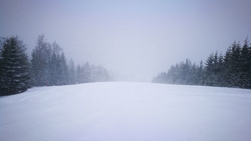 Snow covered trees in forest against clear sky