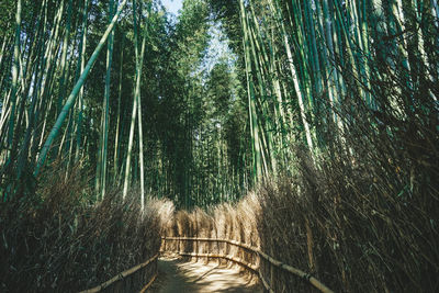 Full frame shot of bamboo trees in forest