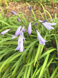 Close-up of purple flowering plant