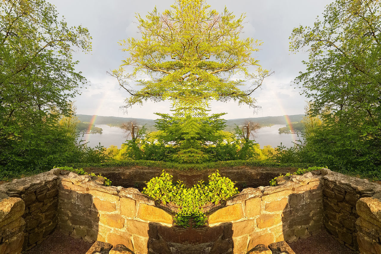 VIEW OF PLANTS AGAINST WALL