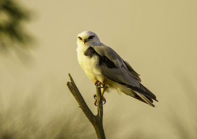 Close-up of bird perching outdoors