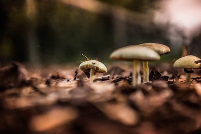 Close-up of mushroom growing on field