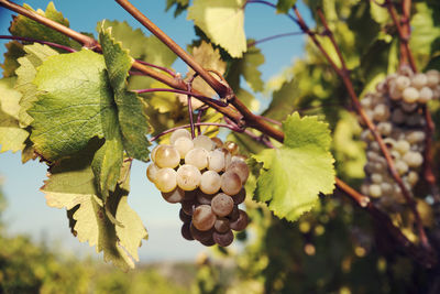 Close-up of grapes growing in vineyard