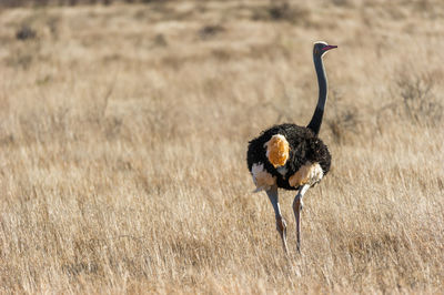 Ostrich on grassy field