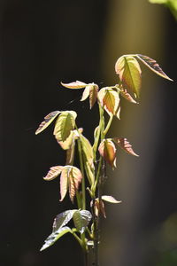 Close-up of sunlit leaves