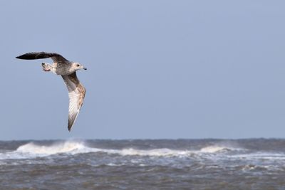 Seagull flying over sea against clear sky