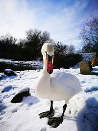 White swan in snow