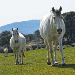 Horses standing in a field