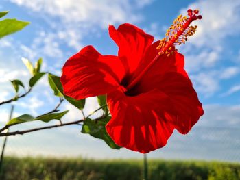 Close-up of red rose against sky