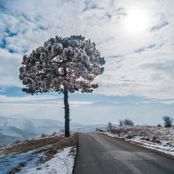 Road amidst trees against sky during winter