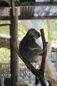 View of a cat sitting on tree