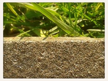 Plant growing on a tree