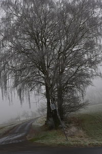 Bare tree by road during foggy weather