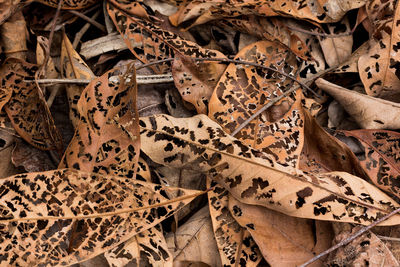 Full frame shot of dried autumn leaves