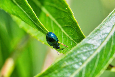 Close-up of insect on leaf